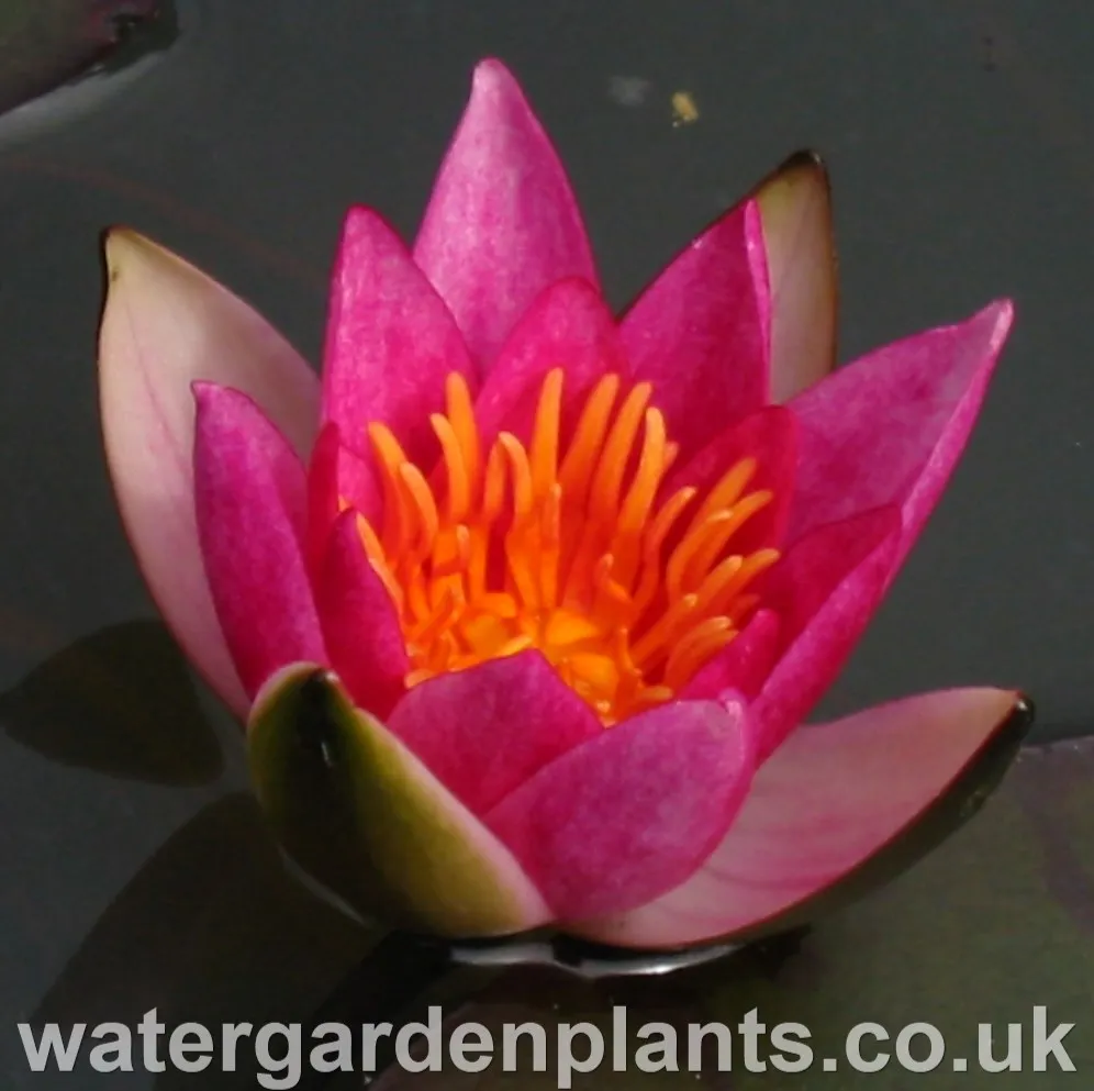 Nymphaea 'Pygmaea Rubra'